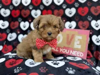 Hudson, a male Shihpoo and Poodle - Miniature  for sale in Lakeland, FL – Photo 4 of 9