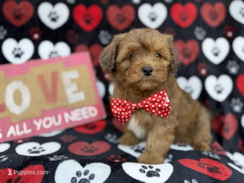 Hudson, a male Shihpoo and Poodle - Miniature  for sale in Lakeland, FL – Photo 1 of 9