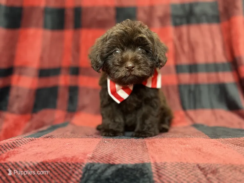 Bryant – Shihpoo, Poodle - Miniature  puppy for sale in Lakeland, FL