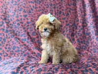 Skittles, a female Cavapoo for sale in Lakeland, FL – 7 of 10