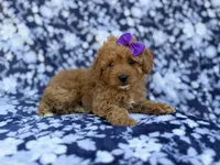 Ariel, a female Cavapoo and Poodle - Miniature  for sale in Lakeland, FL – Photo 5 of 7