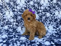 Ariel, a female Cavapoo and Poodle - Miniature  for sale in Lakeland, FL – Photo 6 of 7