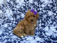 Ariel, a female Cavapoo and Poodle - Miniature  for sale in Lakeland, FL – Photo 7 of 7