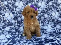 Ariel, a female Cavapoo and Poodle - Miniature  for sale in Lakeland, FL – Photo 4 of 7