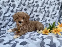 Titus, a male Cavapoo for sale in Lakeland, FL – Photo 6 of 9