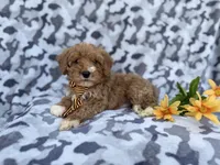 Titus, a male Cavapoo for sale in Lakeland, FL – Photo 1 of 9