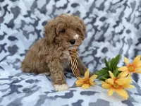 Titus, a male Cavapoo for sale in Lakeland, FL – Photo 8 of 9