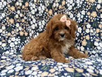 Biscuitly, a female Cavapoo for sale in Lakeland, FL – 5 of 9