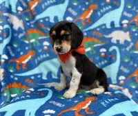 Tigger, a male Beagle for sale in Lakeland, FL – 6 of 6