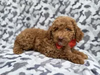 Rover, a male Cockapoo for sale in Lakeland, FL – 5 of 8