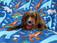 Pongo, a male Cavapoo for sale in Lakeland, FL – Photo 8 of 9