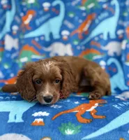 Pongo, a male Cavapoo for sale in Lakeland, FL – Photo 2 of 9