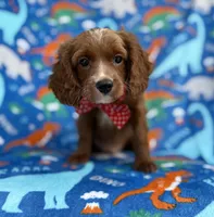Pongo, a male Cavapoo for sale in Lakeland, FL – Photo 4 of 9
