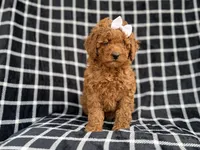 Brielle, a female Cockapoo and Poodle - Miniature  for sale in Lakeland, FL – Photo 9 of 9