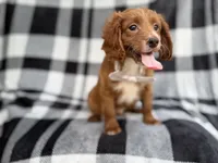 Royal, a male Cavapoo for sale in Lakeland, FL – 2 of 7