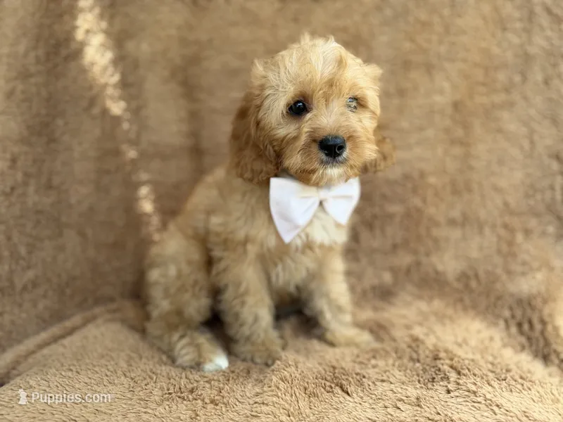 Crook – Cavapoo puppy for sale in Lakeland, FL