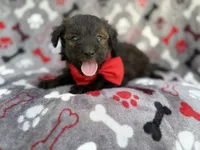 Duce, a male Miniature Aussiedoodle for sale in Lakeland, FL – 4 of 7