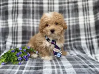 Fred, a male Poochon for sale in Lakeland, FL – Photo 5 of 8