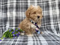 Fred, a male Poochon for sale in Lakeland, FL – Photo 4 of 8