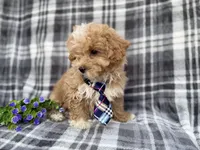 Fred, a male Poochon for sale in Lakeland, FL – Photo 6 of 8
