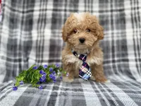 Fred, a male Poochon for sale in Lakeland, FL – Photo 1 of 8