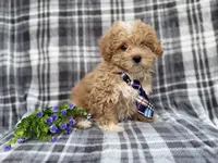 Fred, a male Poochon for sale in Lakeland, FL – Photo 8 of 8