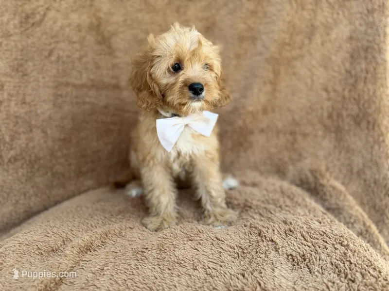 Crook – Cavapoo puppy for sale in Lakeland, FL