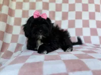 Zoey, a female Shihpoo for sale in Lakeland, FL – 8 of 8