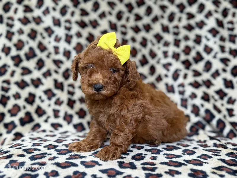Sydney – Miniature Goldendoodle puppy for sale in Lakeland, FL