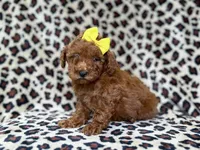 Sydney, a female Miniature Goldendoodle for sale in Lakeland, FL – 1 of 8