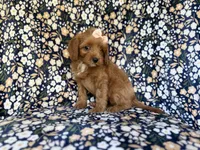 Marley, a female Cavapoo for sale in Lakeland, FL – 6 of 9