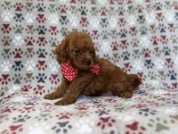 Lucky, a male Cavapoo for sale in Lakeland, FL – 4 of 9