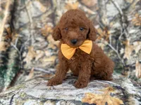 Luca, a male Miniature Goldendoodle for sale in Lakeland, FL – 7 of 9