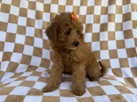 Ohana, a female Miniature Aussiedoodle for sale in Lakeland, FL – 2 of 8