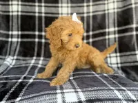 Tinsley, a female Cockapoo for sale in Lakeland, FL – 5 of 7