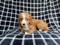 Jett, a male Cockapoo and Poodle - Miniature  for sale in Lakeland, FL – 3 of 8