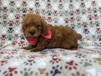 Lucky, a male Cavapoo for sale in Lakeland, FL – 8 of 9