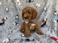 Benson, a male Cavapoo for sale in Lakeland, FL – 2 of 8