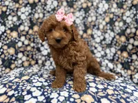 Rain, a female Cockapoo for sale in Lakeland, FL – 6 of 9