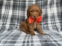 Max, a male Cockapoo and Poodle - Miniature  for sale in Lakeland, FL – 8 of 9