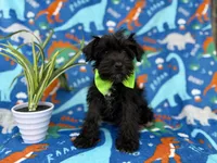 Valentino, a male Miniature Schnauzer for sale in Lakeland, FL – Photo 4 of 9