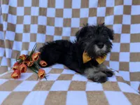 Jasper, a male Miniature Schnauzer for sale in Lakeland, FL – Photo 4 of 7