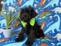 Valentino, a male Miniature Schnauzer for sale in Lakeland, FL – Photo 3 of 9