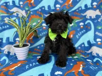 Valentino, a male Miniature Schnauzer for sale in Lakeland, FL – Photo 9 of 9
