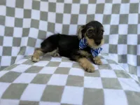Alex, a male Miniature Schnauzer for sale in Lakeland, FL – 6 of 9