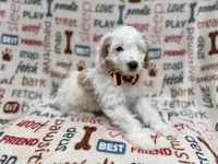 Louie, a male Cockapoo for sale in Lakeland, FL – 8 of 8