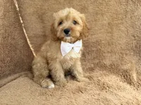Crook, a male Cavapoo for sale in Lakeland, FL – 9 of 10