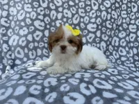 Grace, a female Lhasa Apso for sale in Lakeland, FL – 9 of 9