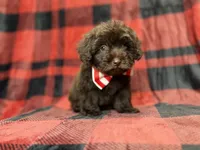 Bryant, a male Shihpoo and Poodle - Miniature  for sale in Lakeland, FL – 9 of 9