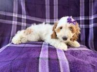 Tara, a female Cockapoo for sale in Lakeland, FL – 7 of 10